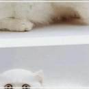 털뭉치들 | 따뜻한 봄날, 심장을 녹이는 털뭉치들을 만나다!