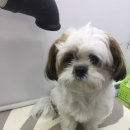 도리도리펫샵 이미지