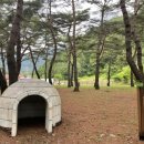 회동솔향캠핑장 이미지