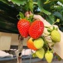 행복한 딸기농장 이미지