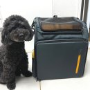 캣 앤 독 두드림 반려견 까페 | 강아지 백팩 추천 인사이드 독앤캣 카시트 이동장으로도 활용 가능