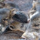 BIG GAME STATION 이미지