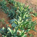 나무뜨락 이미지