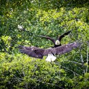 Bald Eagles in Motion 이미지