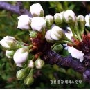 나의살던고향민박 이미지