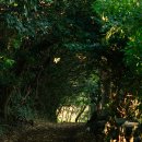 지도 왕벚나무길 | 제주 여행 명소 추천, 숨은 서귀포 사진 스팟 '하논 성당터' 탐방 후기