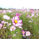 계산중학교 앞 | 인천 계양꽃마루 코스모스- 10월 가을, 아이와 서울 근교 주말 나들이 추천