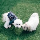 플라잉켈리