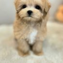 김해 강아지분양 고양이분양 똥강아지 이미지