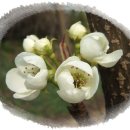 빈소년합창단 이미지