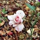 상동아름다운의원 이미지