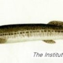 어류도감 이미지