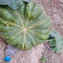 미소사랑 주유소 이미지