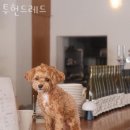 신사동카페 투헌드레드 맛집 가격 위치 가볼만한곳