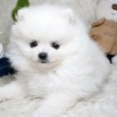 스타멍스 이미지