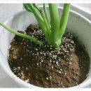 아름다운 표선면 꽃집에서 꽃과 함께한 특별한 경험 후기