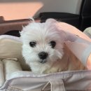 푸른숲동물병원 | 남동구 구월동 동물병원 구월숲동물병원 강아지 건강검진 후기