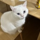 코메슨 | 메가엑스퍼트 기숙학원 후기!(스압)