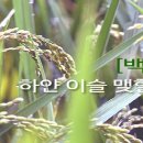 [백로(白露)의 정의(定義), 내용(內容)] 이미지