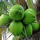These 8 Reasons Show Why Coconut Water Is So Popular 이미지