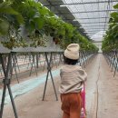 내기농장 | 일산 딸기체험 성연 딸기농장 2농장 예약 가격 방문후기