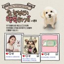 행복하개 이미지