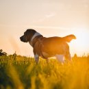 예산 위드엔젤 이미지