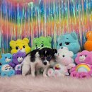 안녕, 강아지 | 용인 애견카페 안녕마루 | 실외마당 있는 강아지카페 내돈내산 후기