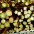 화순불미나리 이미지