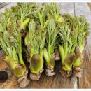 함흥농장 | 극한직업 전라남도 고흥 참두릅 농장 위치 주소 택배 전화번호 온라인 홈페이지