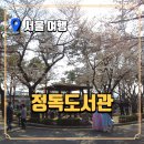 향기나무도서관 | 정독도서관 벚꽃 시즌, 지금 가도 될까?