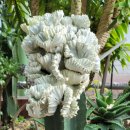 RR-615[남부로]-하-14 | [안산 이동] 안산식물원 방문 후기