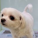 요크독애견샵 이미지