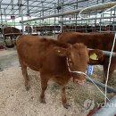 최고축산 이미지