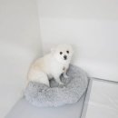 쉬다가개 애견호텔유치원 이미지