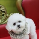 꼬망이펫샵 이미지