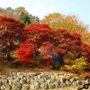 11월 7일 (월) 관악산 계곡길, 서울대관악수목원 단풍 이미지