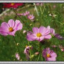 신평중학교 이미지