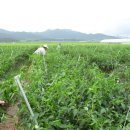 박이농장 이미지