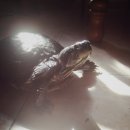 pet for you 이미지