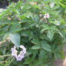 감자서리 이미지