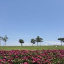 대구 근교 경북 의성 조문국 작약꽃 나들이 (경덕왕릉의성조문국사적지작약밭) 추천 후기