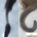 고양이 피부사상균증 (링웜) 원인과 증상? 반드시 치료해야 하는 이유