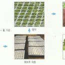 할머니 텃밭에 금형 특허 자체 보유하고 있는 수경재배 연결 포트 및 이를 이용한 표준화된 육묘 방식을 소개하겠습니다~^^ 이미지