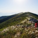 2026년 10월 04일 제164차 전남 장흥 천관산 억새 정기산행 안내 이미지