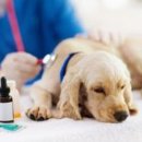 스텔라동물의료센터 이미지