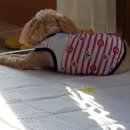 중마동물병원 이미지