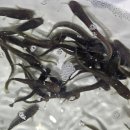 강원도내수면자원센터 이미지