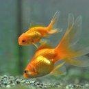 금붕어 이미지