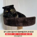 (고양이 분실신고) 경기도 고양시 일산서구 문촌마을에서 실종된 고양이를 찾습니다! 이미지